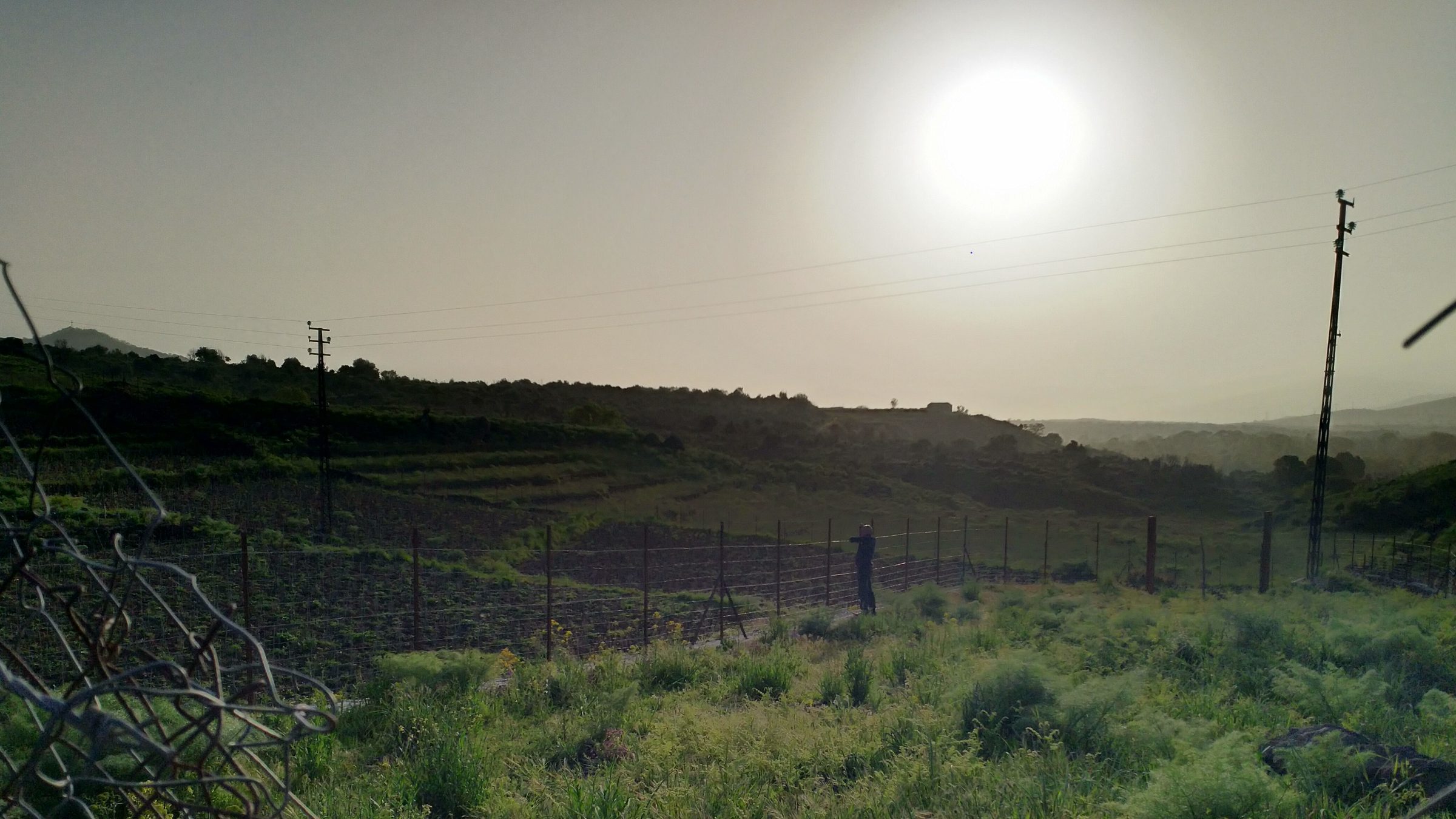 Le terrazze della vigna controluce, sul versante nord-occidentale dell'Etna